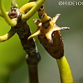 Ceriops australis (Smooth-fruited Yellow Mangrove) in Cairns<br />Canon KDX (400D) + EFS60 F2.8 + SPEEDLITE 380EX